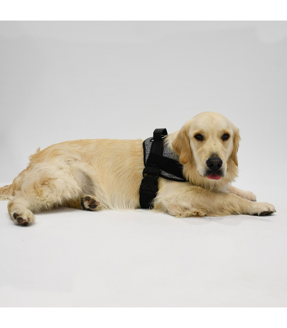 Harnais Anatomique et Réglable Ethnic Blue pour Chien - 4